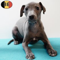 Italiaanse Windhond 081225 M(BE2242) 110226.jpg