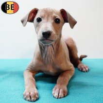 Italiaanse Windhond 081225 M(BE3640) 110226.jpg