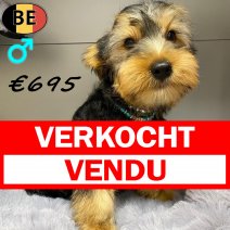 Yorkshire Terrier 221025 M(BE6932) 200126 verkocht - vendu.jpg