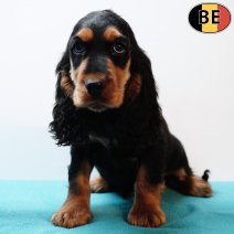 Engelse Cocker 021225 M(BE1596) 110226.jpg