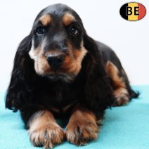 Engelse Cocker 021225 M(BE2656) 110226.jpg