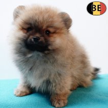 Dwergkees 081225 M(BE3032) 110226.jpg