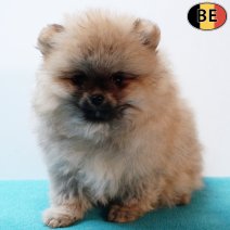 Dwergkees 081225 M(BE3331) 110226.jpg