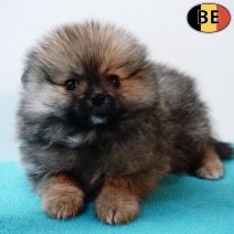 Dwergkees 111225 M(BE1304) 110226.jpg