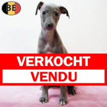 Italiaanse Windhond 081225 F(BE4058) 110226.verkocht-vendu.png