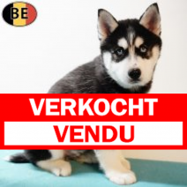 Husky 221025 M(BE1224) 030126.verkocht-vendu.png