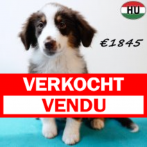 Miniature American Shepherd 050925 M(HU6901) 201225.verkocht-vendu.png