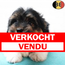 Biewer Yorkshire 091125 M(BE1141) 150126.verkocht-vendu.png