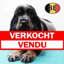 Engelse Cocker 251125 M (BE3045) 210126 verkocht - vendu.jpg