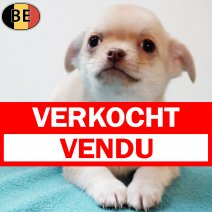 Chihuahua 061225 M(BE2717) 040226 verkocht - vendu.jpg