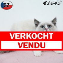 Ragdoll 020925 F(CZ2115) 280126 verkocht - vendu.jpg