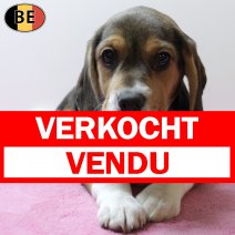 Beagle 301125 F(BE6125) 060226 verkocht - vendu.jpg