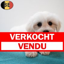 Maltezer 261125 M(BE7010) 040226 verkocht - vendu.jpg