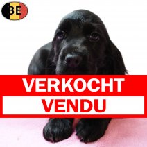 Engelse Cocker 251125 F(BE1757) 280126 verkocht - vendu.jpg