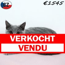 Britse Korthaar 240925 F(CZ9274) 280126 verkocht - vendu.jpg