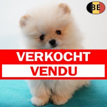 Dwergkees 111225 M(BE2512) 110226 verkocht - vendu.jpg