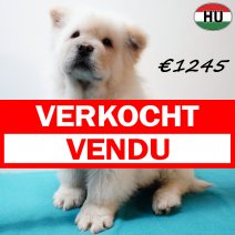 Chow Chow 141025 M(HU8964) 110226 verkocht - vendu.jpg