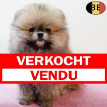 Dwergkees 111225 F(BE0730) 110226 verkocht - vendu.jpg