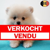 Dwergkees 111225 M(BE1865) 110226 verkocht - vendu.jpg