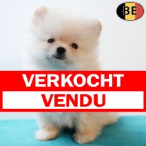 Dwergkees 111225 M(BE3292) 110226 verkocht - vendu.jpg