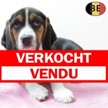 Beagle 301125 F(BE6129) 060226 verkocht - vendu.jpg