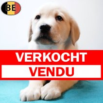 Labrador 031225 M(BE4975) 040226 verkocht - vendu.jpg