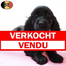 Engelse Cocker 021225 F(BE2401) 040226 verkocht - vendu.jpg