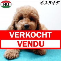 Poedel 290825 M(HU8532) 201225 verkocht - vendu.jpg