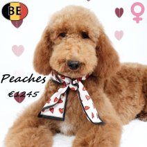 Koningspoedel 140825 F(BE1070) 150226.jpg