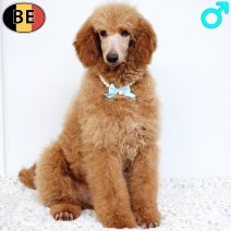 Koningspoedel 141025 M(BE6101) 150226.jpg