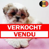 Lhasa Apso 011225 F(BE6155) 280126 verkocht - vendu.jpg