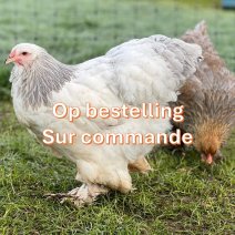 brahma kippen op bestelling.jpg