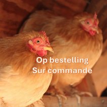cochin kriel kippen op bestelling.jpg