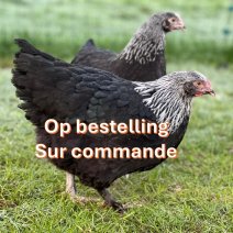 marrans kippen op bestelling 2.jpg