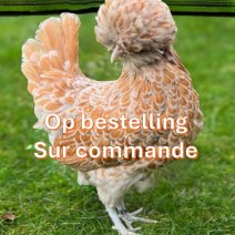 padua kippen op bestelling.jpg