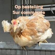 Araucana kippen op bestelling 1.jpg