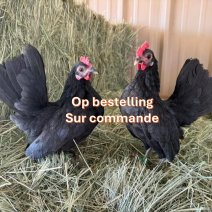 chabo kippen op bestelling.jpg