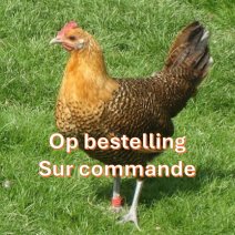 Gouden leghorn kippen op bestelling.jpg