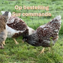 marrans kippen op bestelling 1.jpg