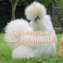 zijdehoender op bestelling 1.jpg