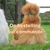 zijdehoender op bestelling 2.jpg