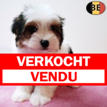 Biewer Yorkshire 091125 F(BE2871) 150126.verkocht-vendu.png