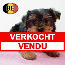 Yorkshire 211125 F (BE1156) 210126 verkocht - vendu.jpg