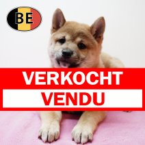 Shiba Inu 031225 F (BE6167) 280126 verkocht - vendu.jpg