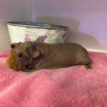 Skinny cavia F 160226 (1).jpeg.jpg