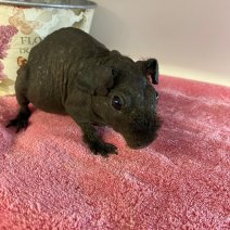 Skinny cavia F 160226 (2).jpeg.jpg