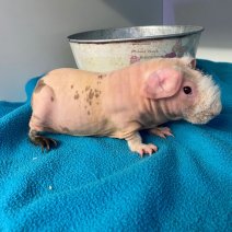 skiny cavia M 160226 (2).jpeg.jpg