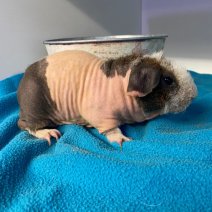 skiny cavia M 160226 (3).jpeg.jpg