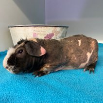 skiny cavia M 160226 (5).jpg