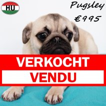 Mops Pugsley 010825 M(HU7387) 140226 verkocht - vendu .jpg